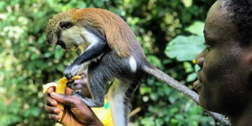Villagers and Mona Monkeys Swing in Harmony: The Tafi Atome Monkey Sanctuary, Ghana
