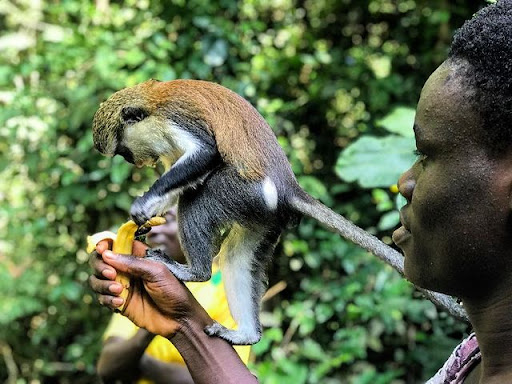 The Tafi Atome Monkey Sanctuary